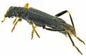 Wolcottia sobrina - photo 3