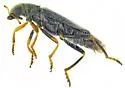 Wolcottia sobrina - photo 4