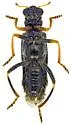 Wolcottia sobrina - photo 5