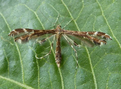 Wood Sage Plume