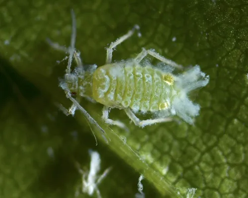 Woolly Beech Aphid - photo 2