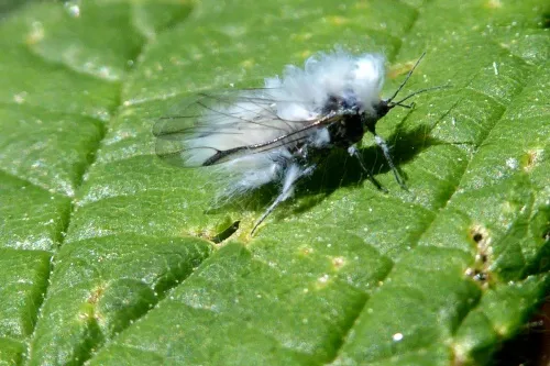 Woolly Beech Aphid - photo 3