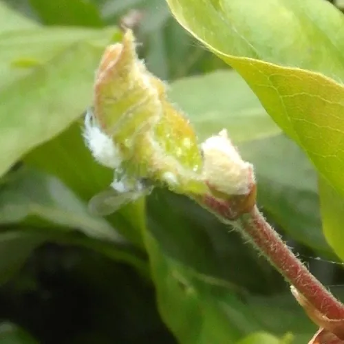 Woolly Beech Aphid - photo 4