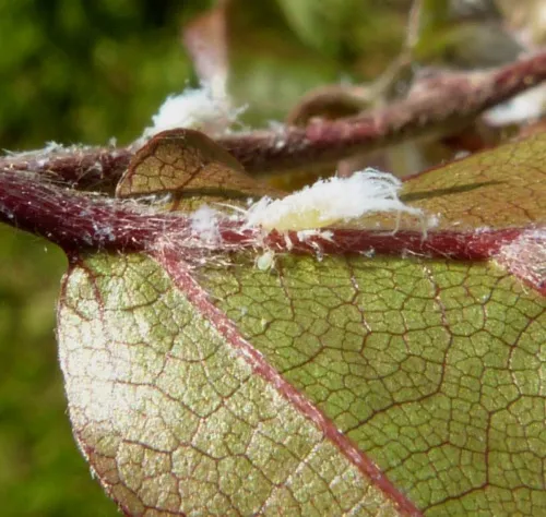 Woolly Beech Aphid - photo 5