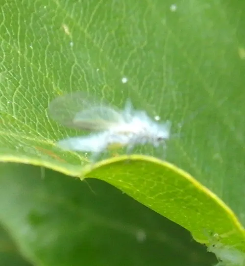 Woolly Beech Aphid - photo 6