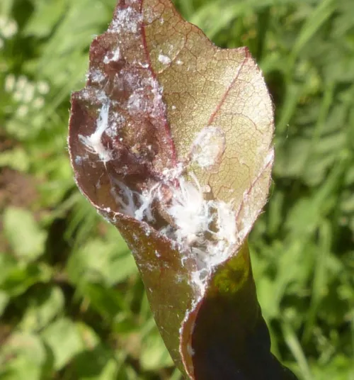 Woolly Beech Aphid - photo 7
