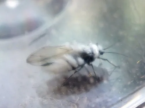 Woolly Beech Aphid - photo 8