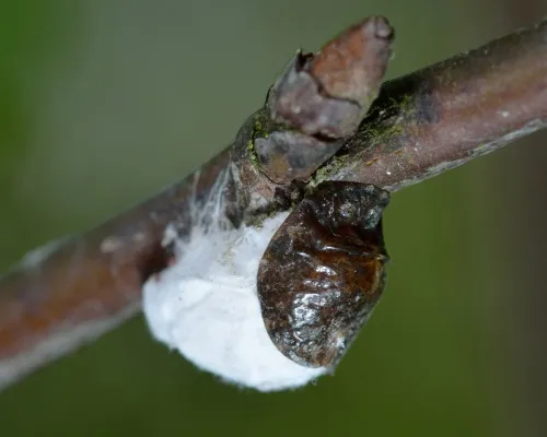 Woolly Vine Scale Insect