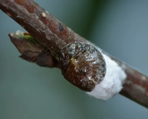 Woolly Vine Scale Insect - photo 2