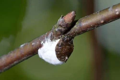 Woolly Vine Scale Insect - photo 3