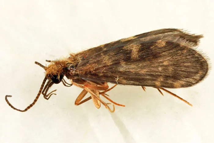 Wormaldia moesta - photo 2