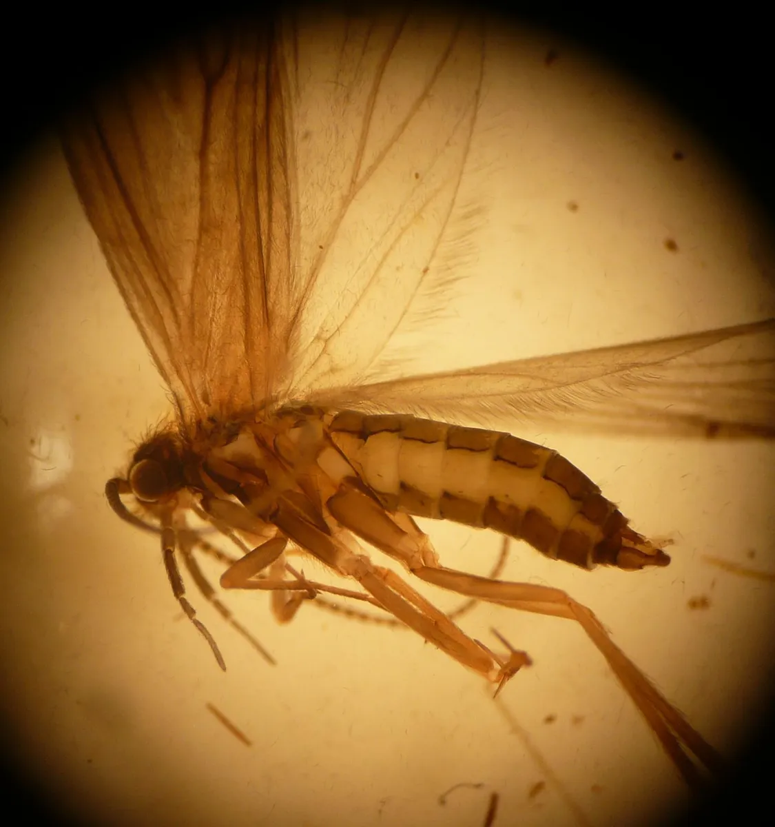 Wormaldia occipitalis - photo 3