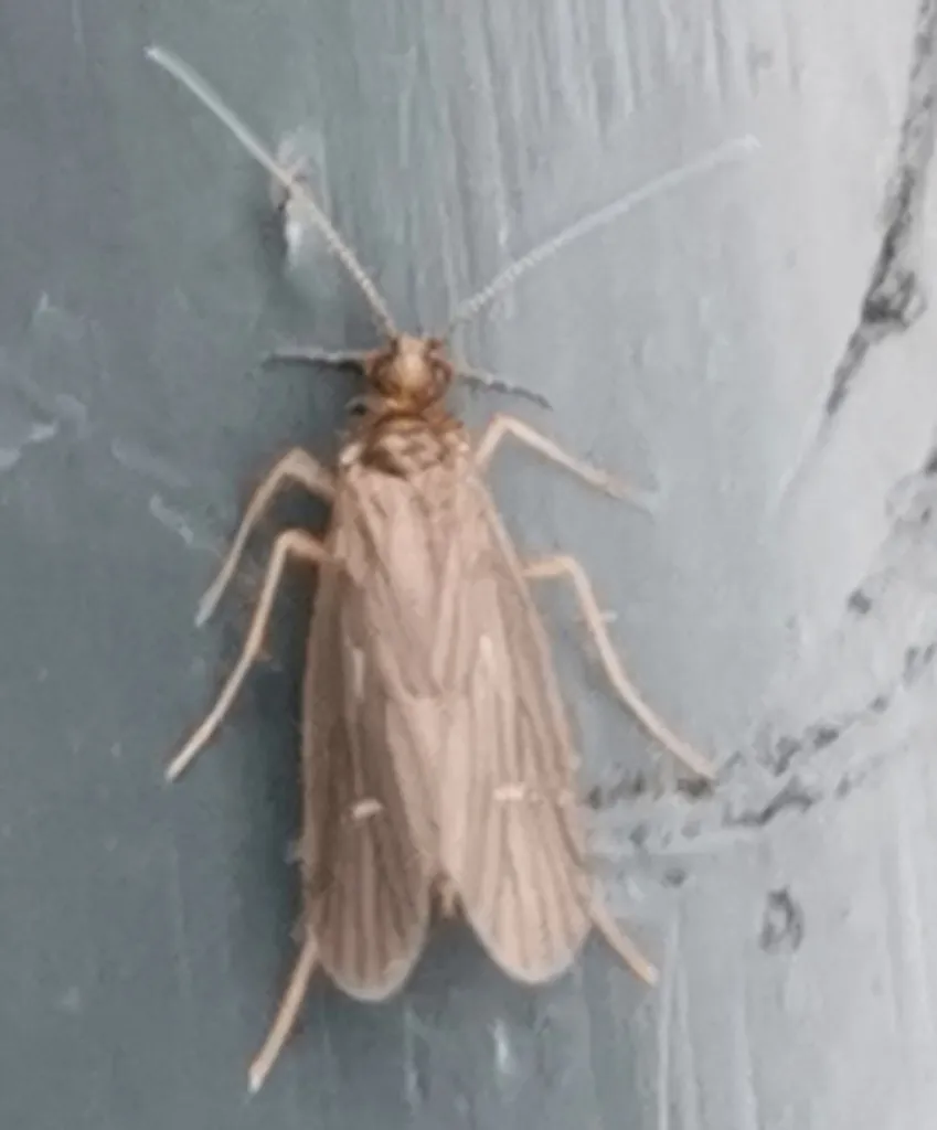 Wormaldia subnigra - photo 2