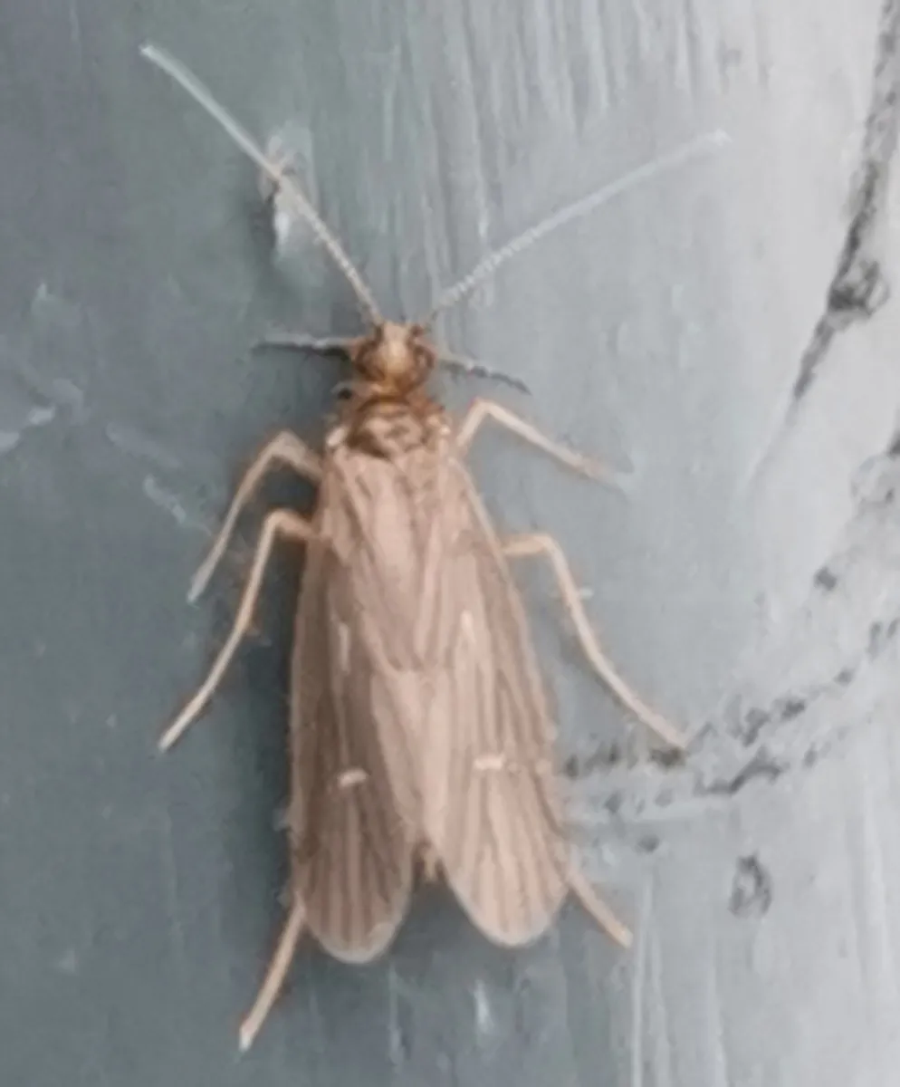 Wormaldia subnigra - photo 3