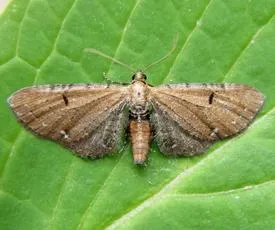 Wormwood Pug