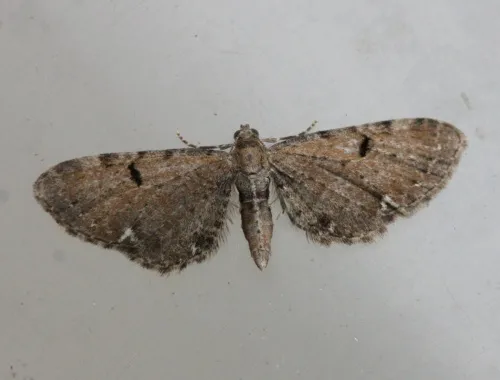 Wormwood Pug - photo 2
