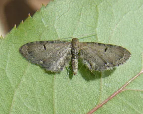 Wormwood Pug - photo 4
