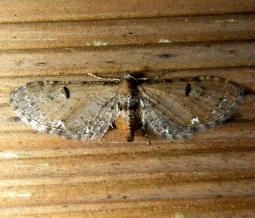 Wormwood Pug - photo 5