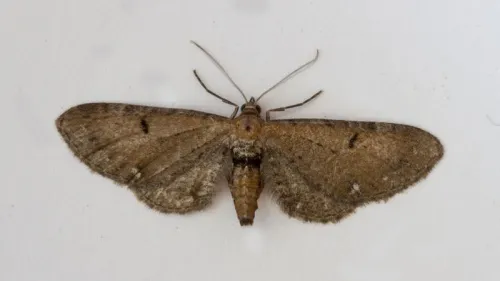 Wormwood Pug - photo 6