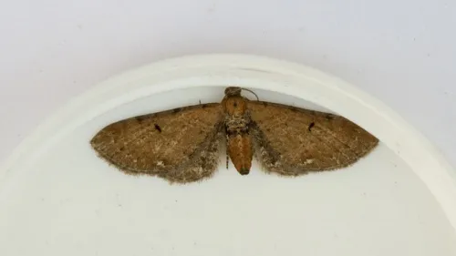 Wormwood Pug - photo 7