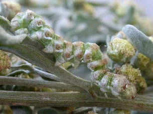 The Wormwood - photo 2