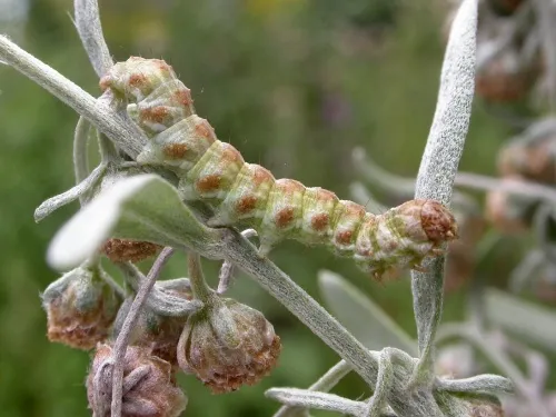 The Wormwood - photo 4