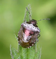 Woundwort Shieldbug