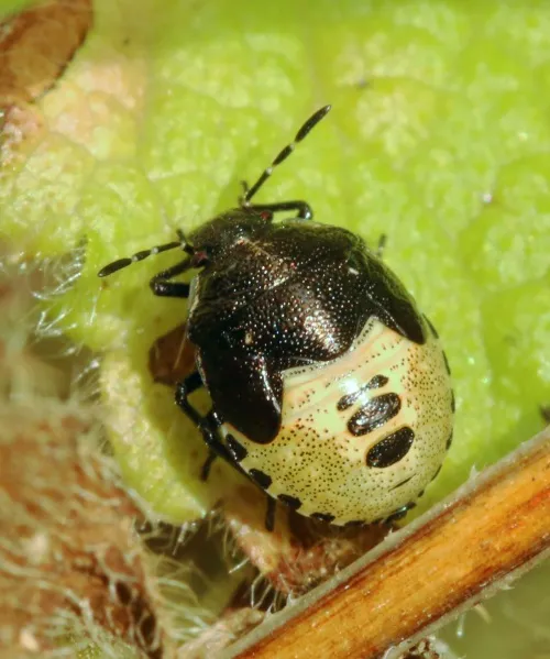 Woundwort Shieldbug - photo 2