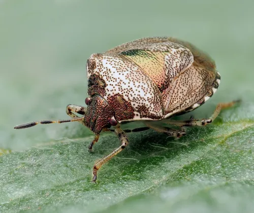 Woundwort Shieldbug - photo 3