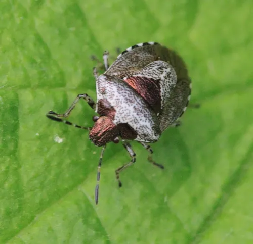 Woundwort Shieldbug - photo 4