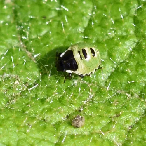 Woundwort Shieldbug - photo 5