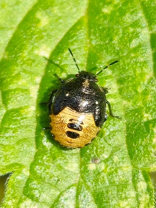 Woundwort Shieldbug - photo 6