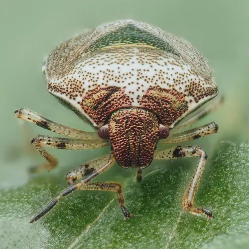 Woundwort Shieldbug - photo 7