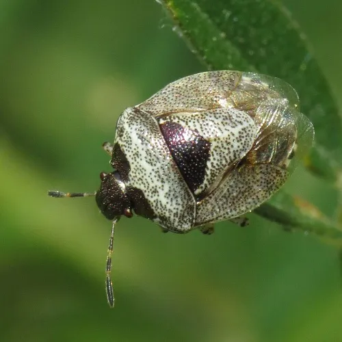Woundwort Shieldbug - photo 8