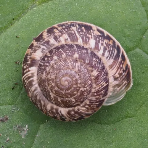 Wrinkled Snail - photo 2
