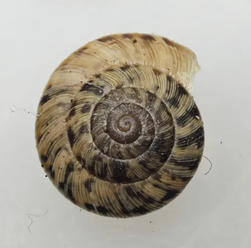 Wrinkled Snail - photo 3