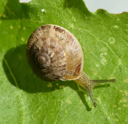 Wrinkled Snail - photo 4