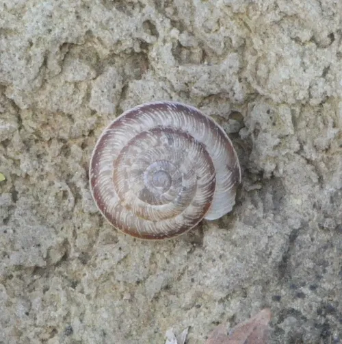 Wrinkled Snail - photo 5