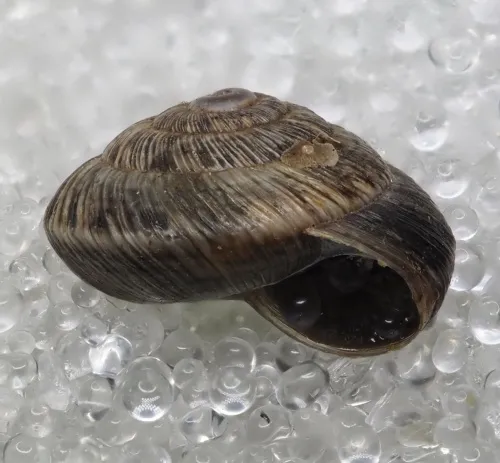 Wrinkled Snail - photo 6