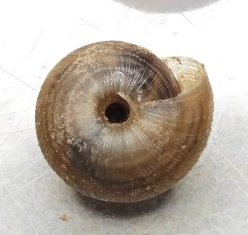 Wrinkled Snail - photo 7