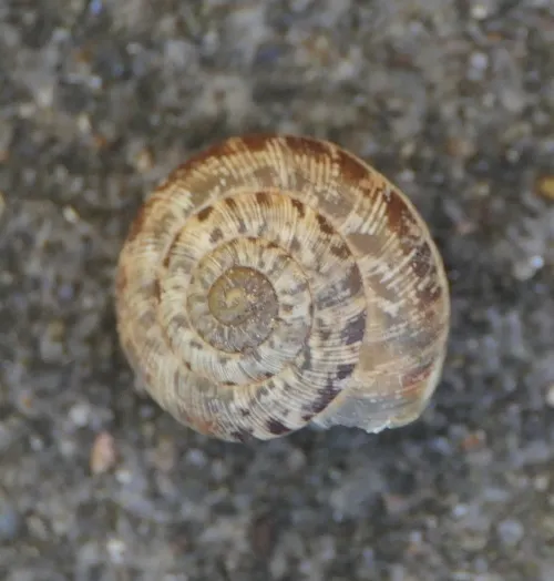 Wrinkled Snail - photo 8