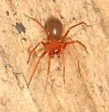 Wubana atypica