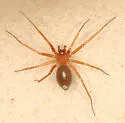 Wubana atypica - photo 2
