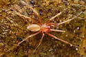 Wubana atypica - photo 4