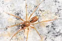 Wubana drassoides