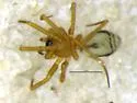 Wubana drassoides - photo 2