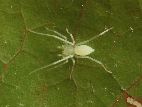Wulfila albens - photo 5