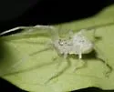 Wulfila saltabundus