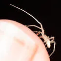 Wulfila tantillus