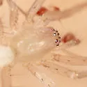 Wulfila tantillus - photo 2